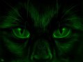Wolf_NiteScope_0065_BarclayShaw_Cat